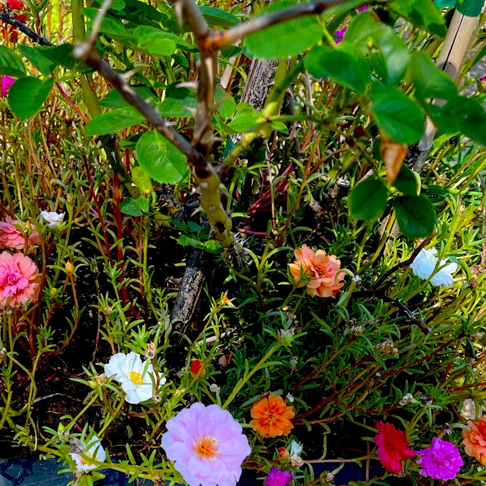 Meet your Posher, Shereka